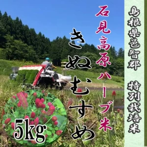 【新米】令和5年産/お米5kg / 石見高原ハーブ米きぬむすめ　特別栽培米