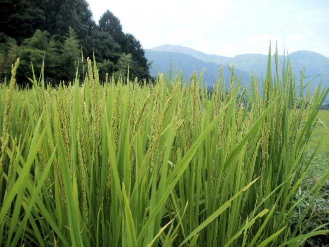 令和4年産/お米5kg / 石見高原ハーブ米きぬむすめ　特別栽培米