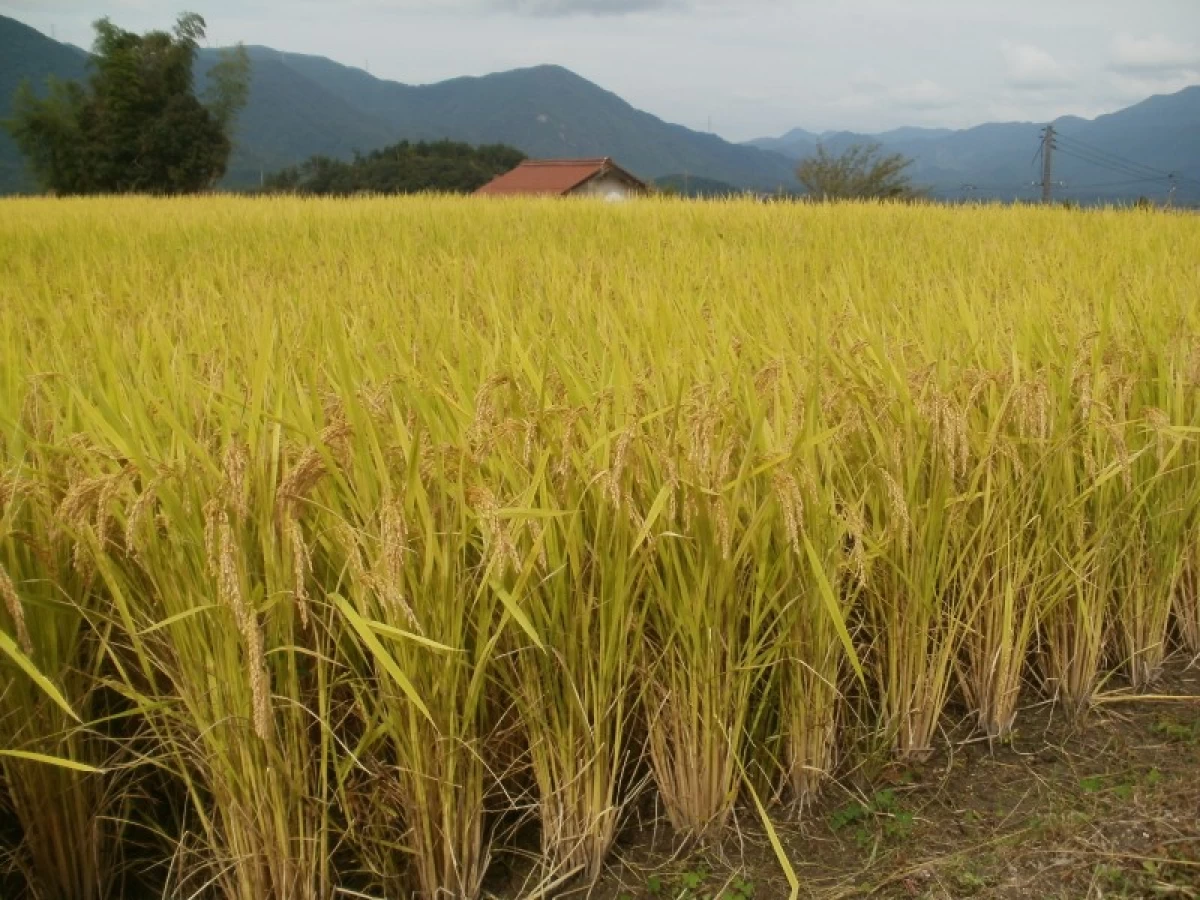 【新米】令和5年産/無洗米5kg / 石見高原ハーブ米きぬむすめ特別栽培米